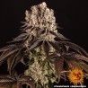 PURPLE PUNCH · Barneys Farm · cannabis seeds · Fem