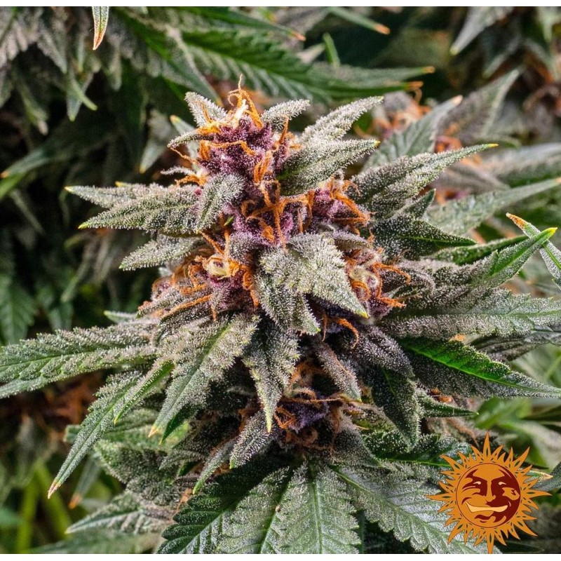 RUNTZ AUTO · Barneys Farm · kenevir tohum · Disi · AutoFem
