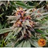 RUNTZ AUTO · Barneys Farm · graines de cannabis · AutoFem