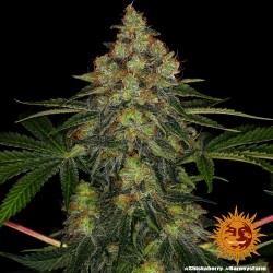 SHISKABERRY · Barneys Farm · kenevir tohum · Disi · Fem