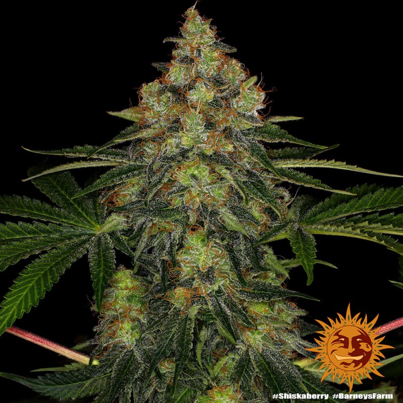 SHISKABERRY · Barneys Farm · cannabis seeds · Fem