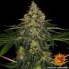 SHISKABERRY · Barneys Farm · cannabis seeds · Fem