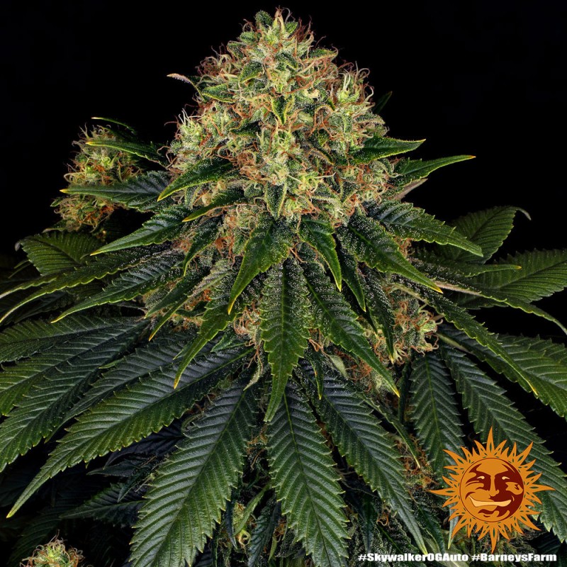 SKYWALKER OG AUTO · Barneys Farm · kenevir tohum - Disi · AutoFem