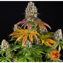 SOUR DIESEL · Barneys Farm · cannabis seeds · Fem