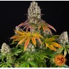 SOUR DIESEL · Barneys Farm · sementes de maconha · Fem