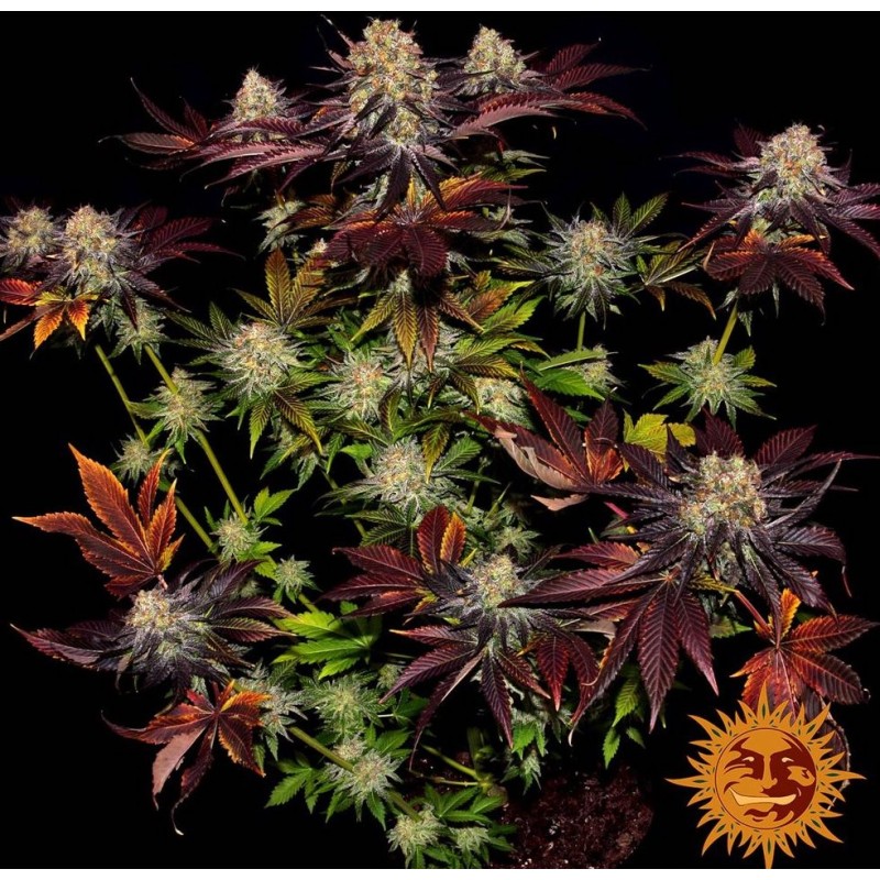 RUNTZ X LAYER CAKE · Barneys Farm · sementes de maconha · Fem