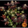 RUNTZ X LAYER CAKE · Barneys Farm · sementes de maconha · Fem