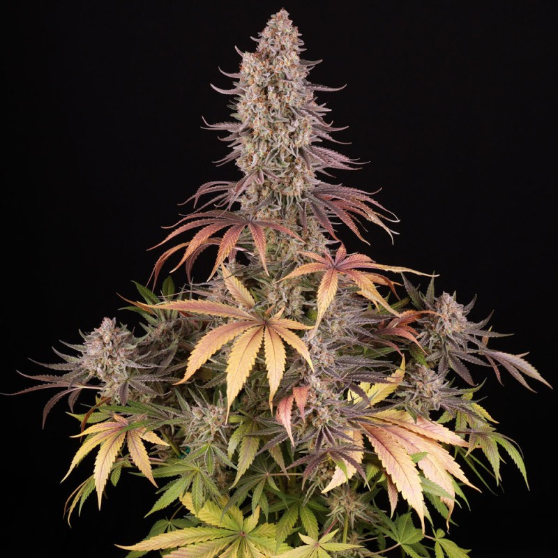 SOUR STRAWBERRY · Barneys Farm · sementes de maconha · Fem