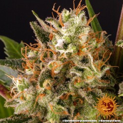 STRAWBERRY LEMONADE · Barneys Farm · graines de cannabis · Fem