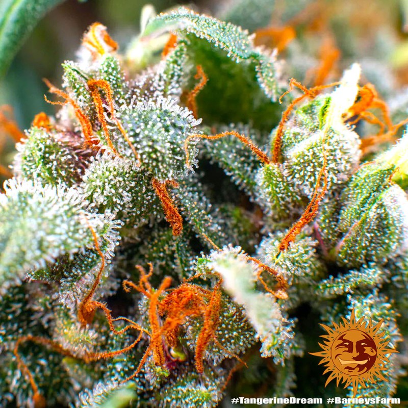 TANGERINE DREAM AUTO · Barneys Farm · kaufen cannabis samen · AutoFem