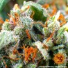 TANGERINE DREAM AUTO · Barneys Farm · kenevir tohum · Disi · AutoFem