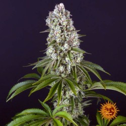TROPICANNA BANANA · Barneys Farm · sementes de maconha · Fem
