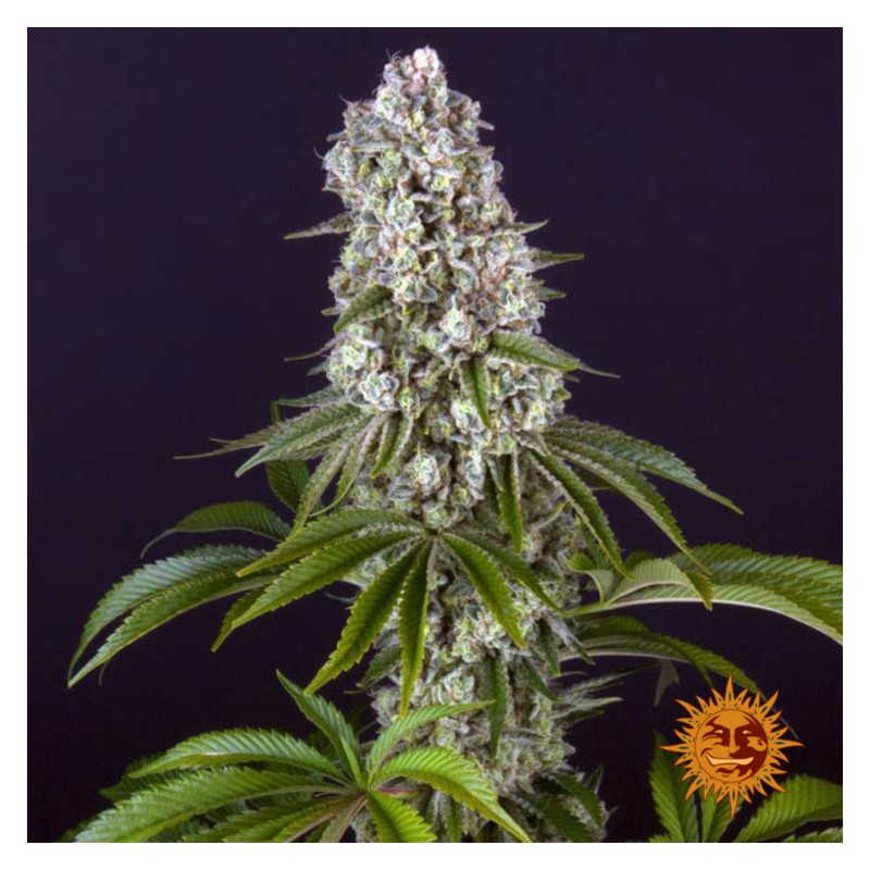 TROPICANNA BANANA · Barneys Farm · sementes de maconha · Fem