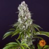 TROPICANNA BANANA · Barneys Farm · cannabis seeds · Fem