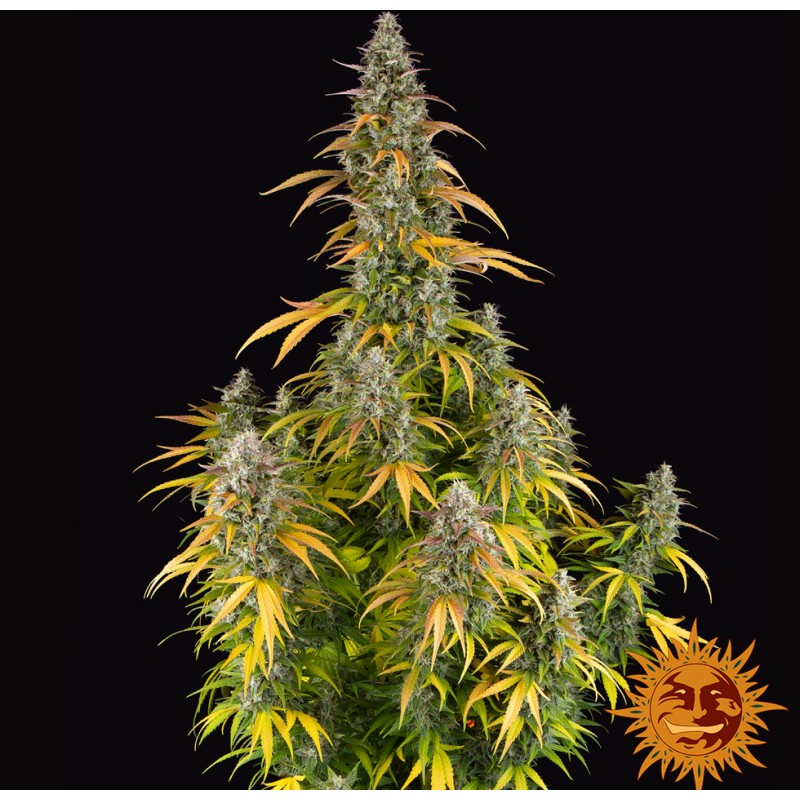 WATERMELON ZKITTLEZ AUTO · Barneys Farm · cannabis seeds · AutoFem