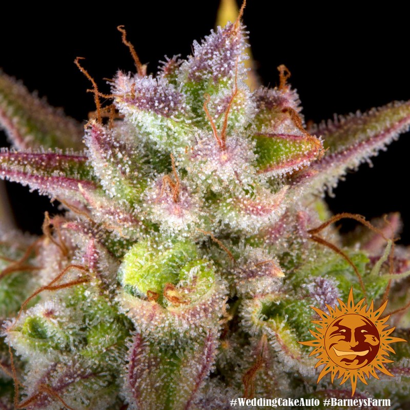 WEDDING CAKE AUTO · Barneys Farm · cannabis seeds · AutoFem