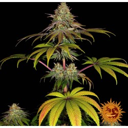 WEDDING CAKE · Barneys Farm · graines de cannabis · Fem