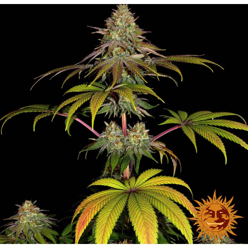 WEDDING CAKE · Barneys Farm · kaufen cannabis samen · Fem