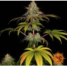 WEDDING CAKE · Barneys Farm · kaufen cannabis samen · Fem
