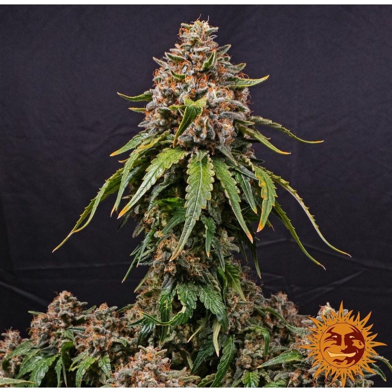 WHITE WIDOW XXL · Barneys Farm · sementes de maconha · Fem