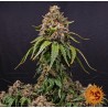 WHITE WIDOW XXL · Barneys Farm · kaufen cannabis samen · Fem