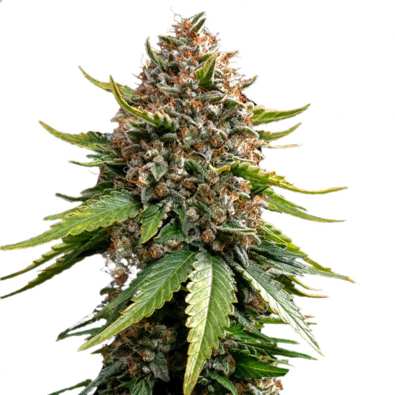 WHITE WIDOW XXL AUTO · Barneys Farm · graines de cannabis · AutoFem