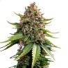 WHITE WIDOW XXL AUTO · Barneys Farm · kenevir tohum - Disi  · AutoFem