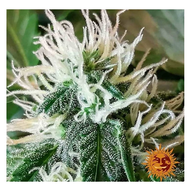 ZKITTLEZ OG AUTO · Barneys Farm · sementes de maconha · AutoFem
