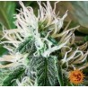 ZKITTLEZ OG AUTO · Barneys Farm · graines de cannabis · AutoFem