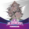 BLUEBERRY · BSF Seeds · graines de cannabis · Fem
