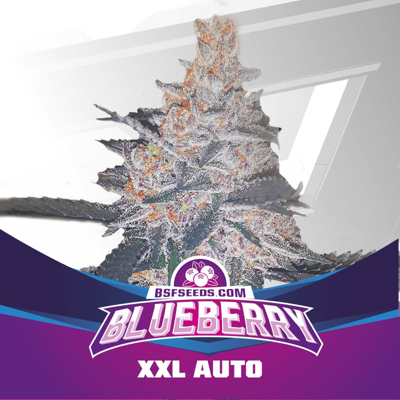 BLUEBERRY XXL AUTO · BSF Seeds · cannabis samen · AutoFem
