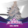 BLUEBERRY XXL AUTO · BSF Seeds · cannabis samen · AutoFem