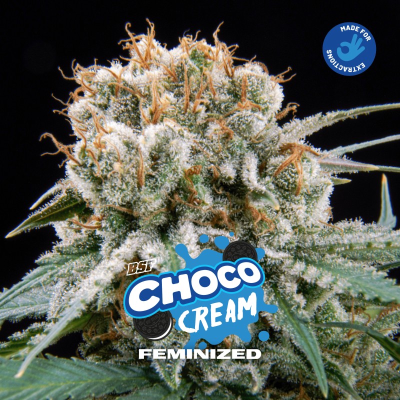 CHOCO CREAM · BSF Seeds · cannabis samen · Fem