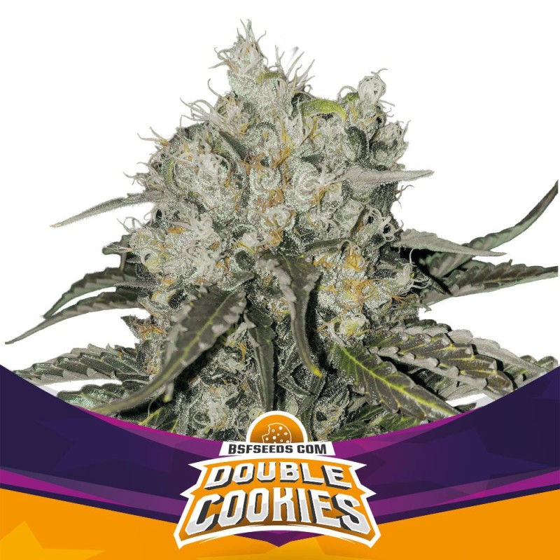 DOUBLE COOKIES · BSF Seeds · cannabis samen · Fem