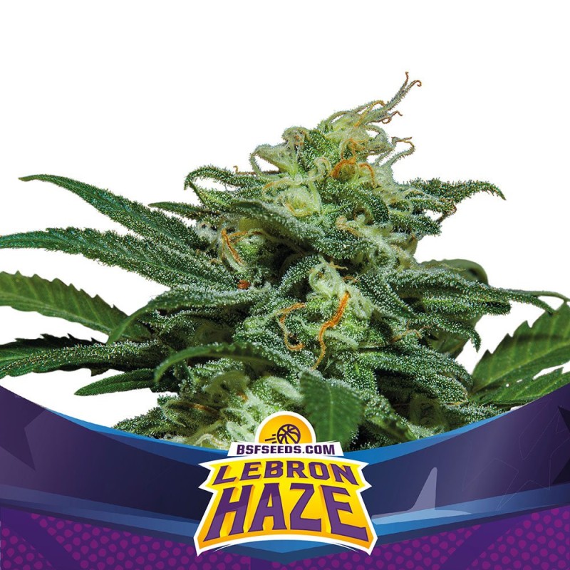 LEBRON HAZE XXL AUTO · BSF Seeds · graines de cannabis · AutoFem