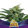 LEBRON HAZE XXL AUTO · BSF Seeds · sementes de maconha · AutoFem