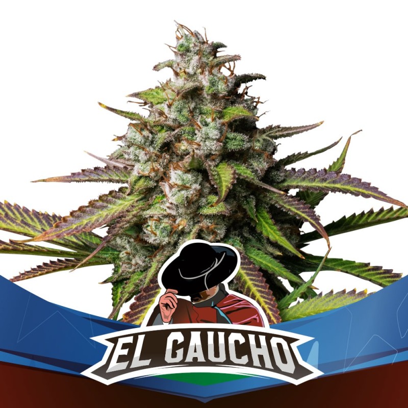 EL GAUCHO FAST VERSION · BSF Seeds · sementes de maconha · Fem