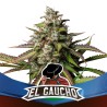 EL GAUCHO FAST VERSION · BSF Seeds · graines de cannabis · Fem