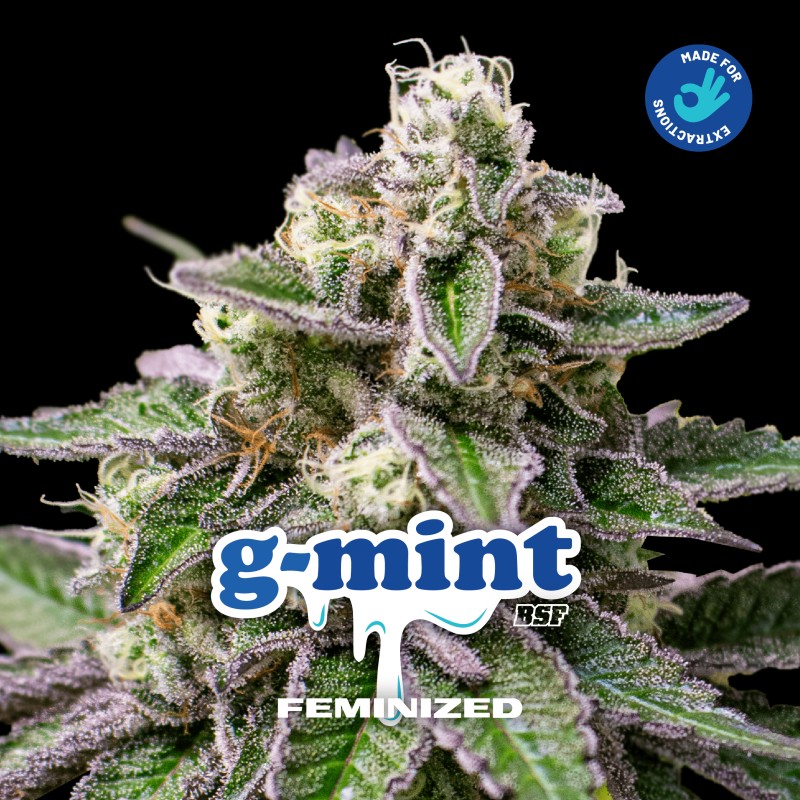 G- MINT · BSF Seeds · sementes de maconha · Fem