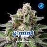 G- MINT · BSF Seeds · sementes de maconha · Fem