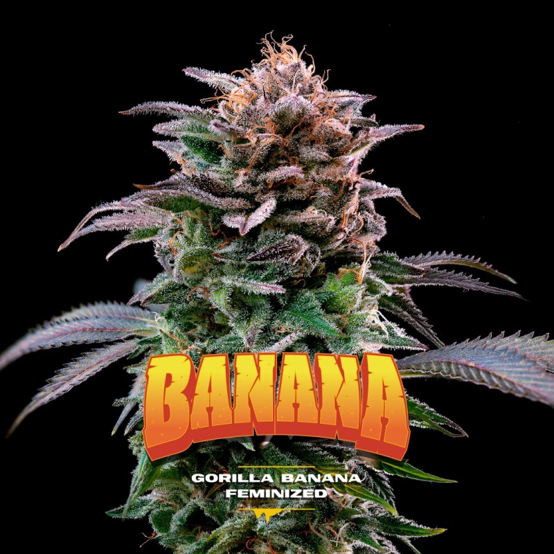 GORILLA BANANA · BSF Seeds · cannabis samen · Fem