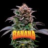 GORILLA BANANA · BSF Seeds · cannabis samen · Fem