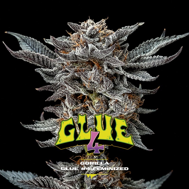 GORILLA GLUE 4 · BSF Seeds · kaufen cannabis samen · Fem