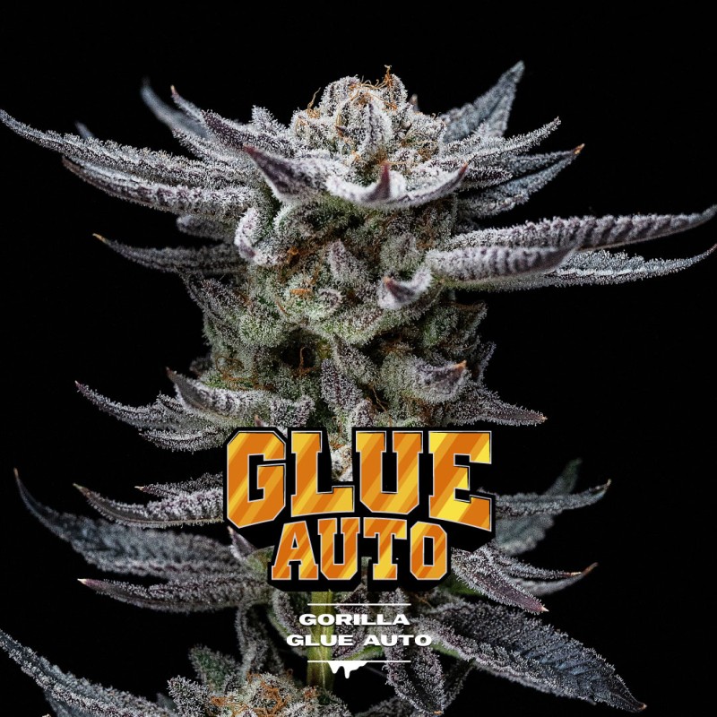 GORILLA GLUE AUTO · BSF Seeds · graines de cannabis · AutoFem