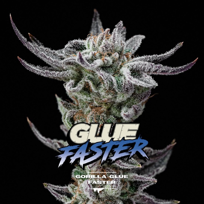 GORILLA GLUE FASTER · BSF Seeds · cannabis samen · Fem