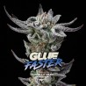 GORILLA GLUE FASTER · BSF Seeds · cannabis samen · Fem