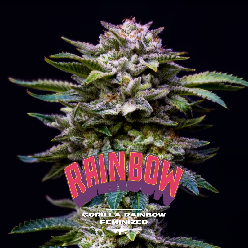 GORILLA RAINBOW · BSF Seeds · cannabis samen · Fem
