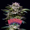 GORILLA RAINBOW · BSF Seeds · cannabis samen · Fem