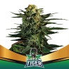GREEN TIGER FAST VERSION · BSF Seeds · cannabis samen · Fem