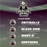 DEALER DEAL XXL AUTOMIX · BSF Seeds · graines de cannabis · AutoFem
